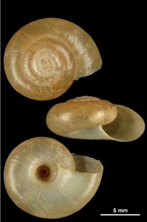 Aegopinella epipedostoma © O. Gargominy