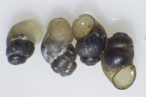 Bythinella rufescens © P. Duboc