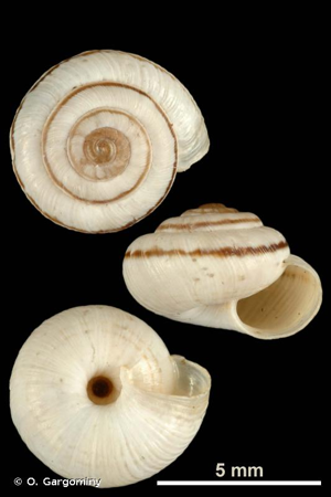 Candidula unifasciata © O. Gargominy