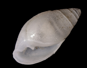 Leucophytia bidentata © H. Hillewaert