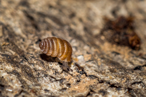 Pagodulina pagodula © D. Naudon