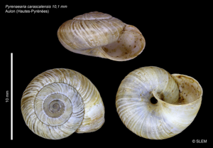 Pyrenaearia carascalensis © SLEM