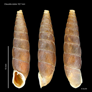Clausilia dubia © SLEM