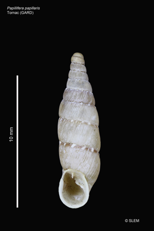Papillifera papillaris © SLEM