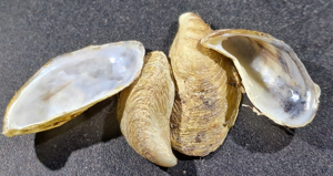 Mytlopsis leucophaeata © E. Brugel