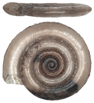 Anisus vorticulus © T. Cejka