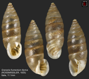 Granaria frumentum illyrica © C. & M. Evanno
