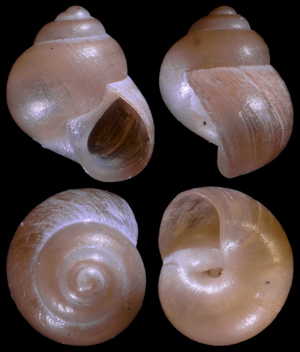 Paludinella globularis © E. Vial