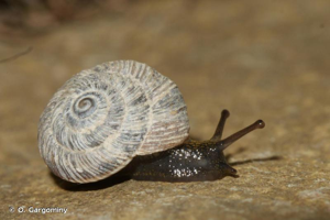 Helicella iberica © O. Gargominy