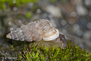 Obscurella obscura laburdensis © S. Tercerie