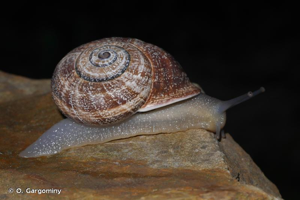 Otala punctata © O. Gargominy
