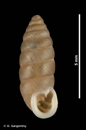 Granaria braunii © O. Gargominy