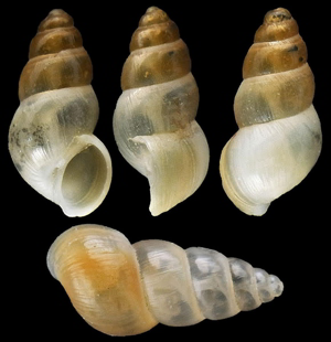 Hydrobia acuta © S. Clanzig