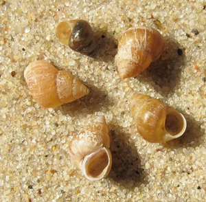 Assiminea grayana © R. Bocherding