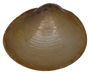 Euglesa hibernica © M. Horsak