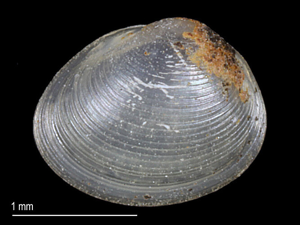Odhneripisidium tenuilineatum © 