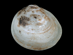 Euglesa supina © Naturkunde Museum Stuttgart