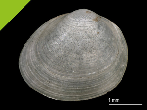Euglesa nitida © Naturkunde Museum Stuttgart