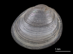 Euglesa pulchella © Naturkunde Museum Stuttgart