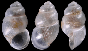 Alzoniella elliptica © O. Caro