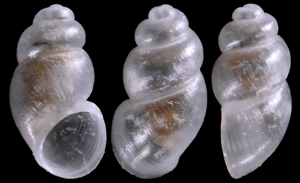 Alzoniella navarrensis © O. Caro