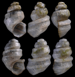 Bythinella bicarinata © O. Caro