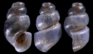 Bythinella darrieuxii © O. Caro