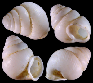 Zoespeum bellesi © Idscaro