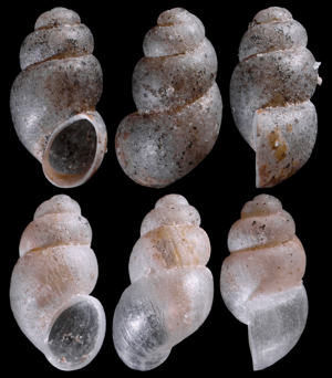 Alzoniella cf. perrisii irubensis © O. Caro