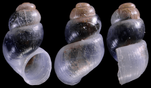 Bythinella cf. utriculus © O. Caro