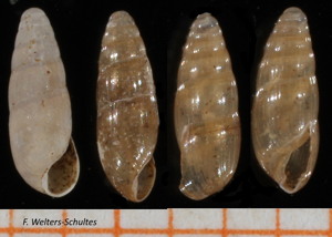 Cryptazeca subcylindrica © F. Welters-Schultes