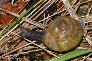 Zonites algirus (Linnaeus, 1758) © O. Gargominy