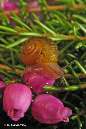 Ponentina subvirescens (Bellamy, 1839) © O. Gargominy
