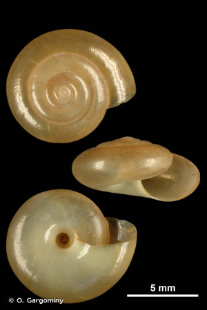 Oxychilus navarrensis helveticus © O. Gargominy