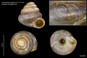 Pyramidula rupestris © SLEM