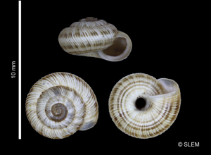 Candidula rugosiuscula © SLEM