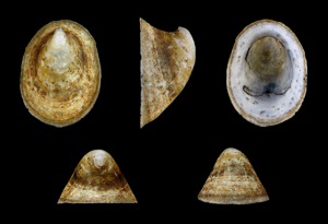 Ancylus fluviatilis © H.Zell