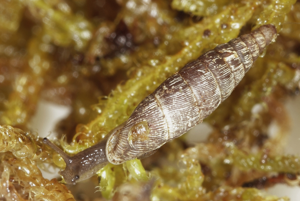 Clausilia rugosa rugosa © P.Duboc