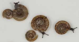 Discus rotundatus © P. Duboc