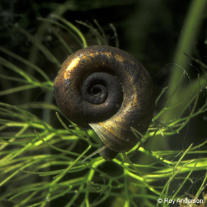 Planorbis planorbis © R. Andersson