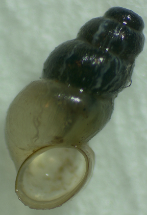 Bythinella wawrzineki © P. Duboc