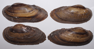 Mulette des peintres - Unio pictorum © P. Duboc