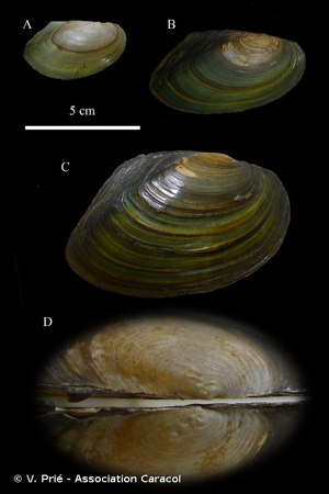 Pseudanodonta complanata (Rossmässler, 1835) © V. Prié - Association Caracol