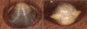 Sphaerium corneum (Linnaeus, 1758) © P. Duboc