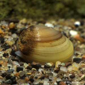 Pisidium amnicum (O.F. Müller, 1774) © V. Prié - Association Caracol
