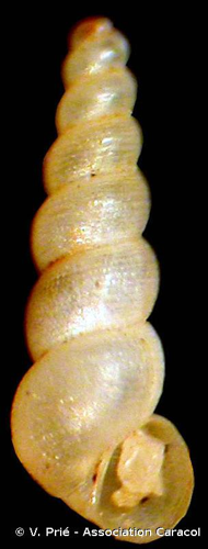 <i>Moitessieria rolandiana</i> Bourguignat, 1864 © V. Prié - Association Caracol