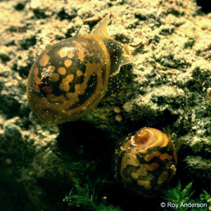 Myxas glutinosa (O.F. Müller, 1774) © R. Anderson