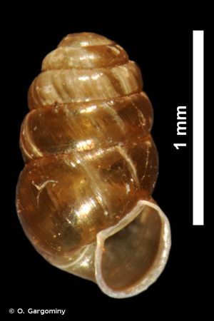Lauria sempronii (Charpentier, 1837) © O. Gargominy