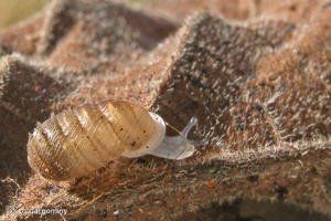 Sphyradium doliolum (Bruguière, 1792) © O. Gargominy