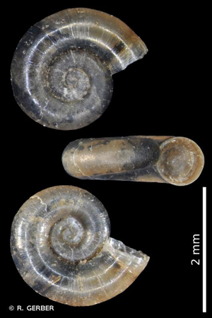 Valvata cristata O.F. Müller, 1774 © R. GERBER